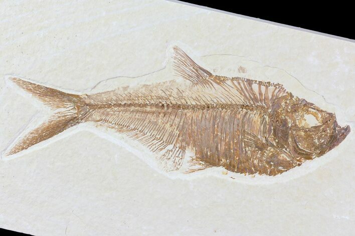 Diplomystus Fossil Fish - Wyoming #81454